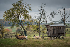 Idylle am alten Schäferwagen