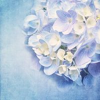 BLUE HYDRANGEA