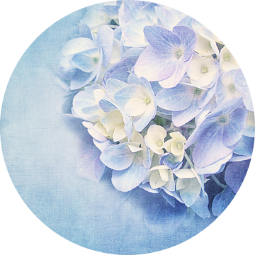 Hortensia van INA FineArt