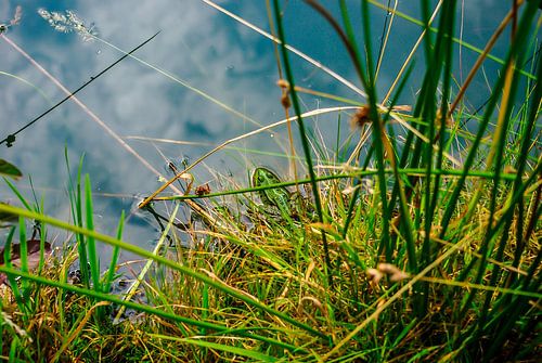 Een kleine groene kikker