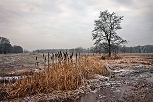 Winter, Niederlande von Peter Bolman