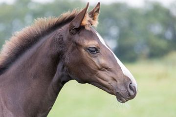 Paard, portretfoto van een veulen