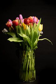Tulips by Maaike Krimpenfort