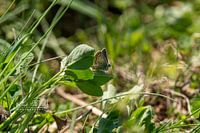 Légèreté sur fond vert - le moment silencieux