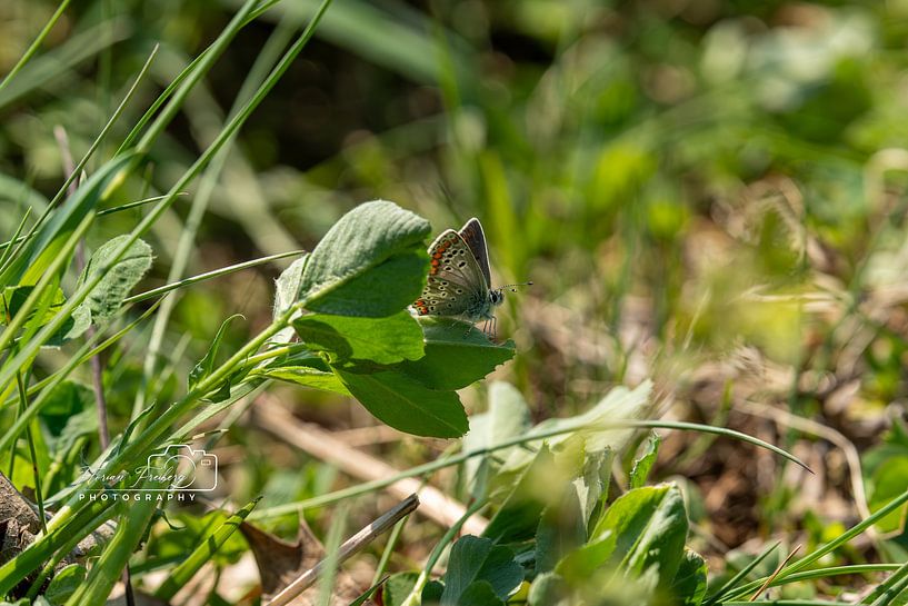 Licht op groen - het stille moment van Florian Freiberg