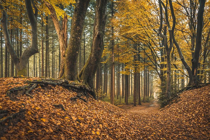Speulderbos! [The Dunes] by rosstek ®
