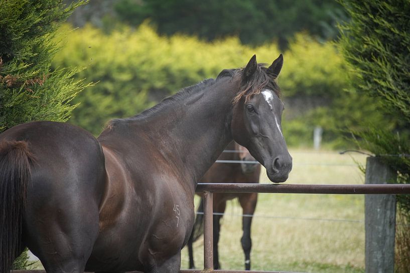 The Knowing Look by Abigail Hiddlestone