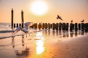 Les mouettes s'ébattent dans un coucher de soleil doré au bord de la mer