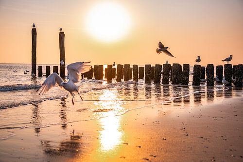 Les mouettes s'ébattent dans un coucher de soleil doré au bord de la mer