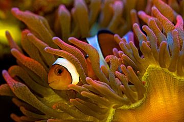 Clown Fish in Anemone van Thomas Herzog