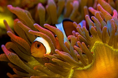 Clown Fish in Anemone