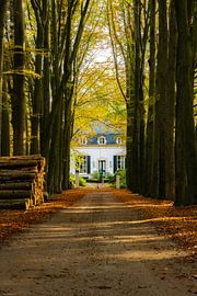 Forest Lane sur Arjen Uijttenboogaart