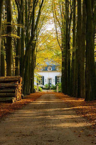 Forest Lane by Arjen Uijttenboogaart