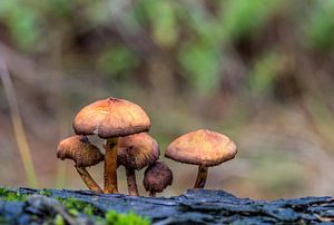 Paddenstoelen op Texel