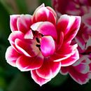 roze tulp van Henk Langerak thumbnail