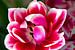 roze tulp van Henk Langerak