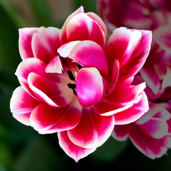 roze tulp van Henk Langerak