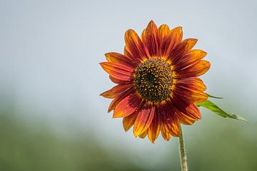 Sunflower evening sun with soft bokeh by John van de Gazelle