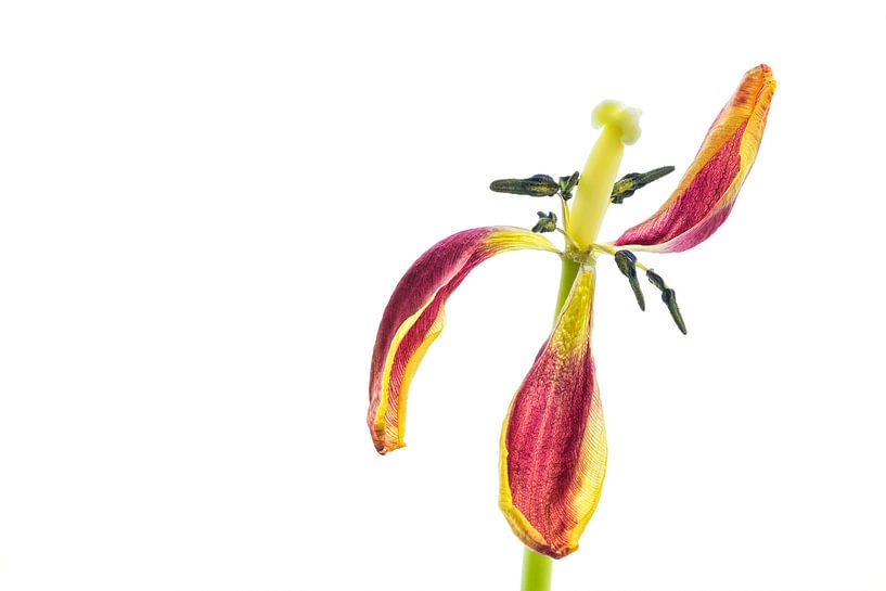 Gewachsene Tulpe mit weißem Hintergrund von Carola Schellekens