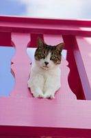Kat met roze hek