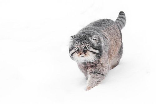 Geïsoleerd op witte sneeuw achtergrond. Ernstige, wrede, pluizige, wilde kattenmanoeuvre op witte sn