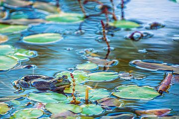 Grüner Frosch (Pelophylax) zwischen Wasserpflanzen in einem Teich