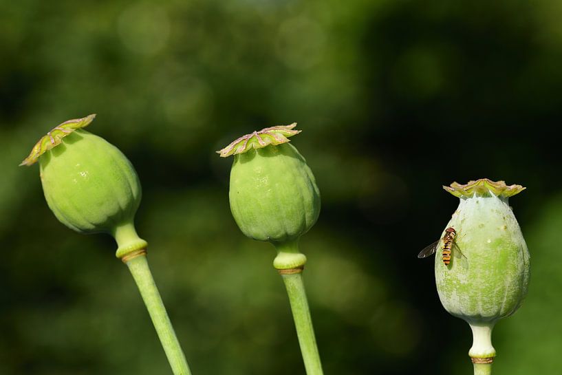 Trois capsules de graines de pavot vert non mûres par Ulrike Leone