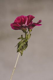 Flower by Carla Van Iersel