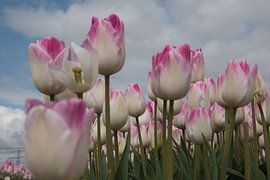 Tulips by Fred Knip