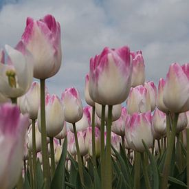 Tulpen von Fred Knip