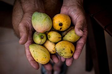 Tropisch fruit, mango, tropical fruits, juicy mango's van Corrine Ponsen