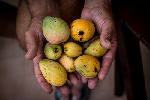Tropisch fruit, mango, tropical fruits, juicy mango&#039;s