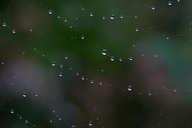 Funkelnde Tautropfen wie ein Sternenhimmel – Abstrakte Natur-Makroaufnahme von Natalia Gebauer Studio