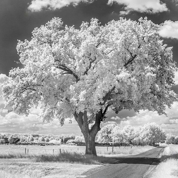 Tree on country road by Hans Vos Fotografie