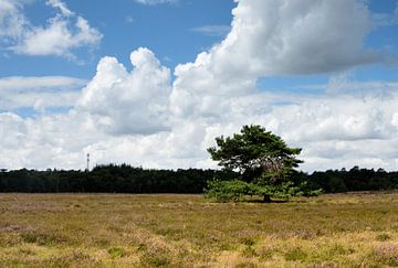 A Scots pine on a heathland field