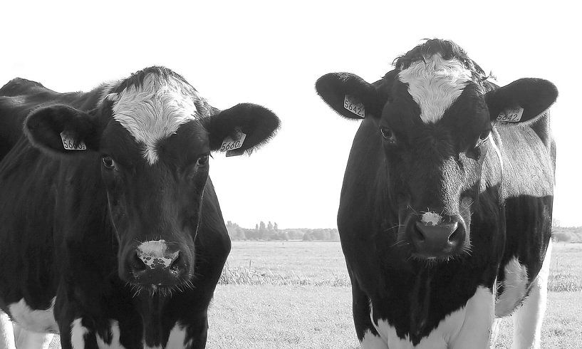 Two cows by Jose Lok