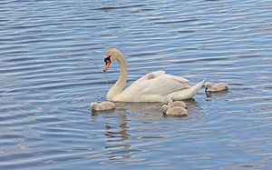 Schwan mit Küken im See