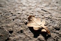 Druppeltjes op een eikenblad | Herfst