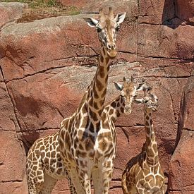 Rothschild giraffe broers van Jos Burger