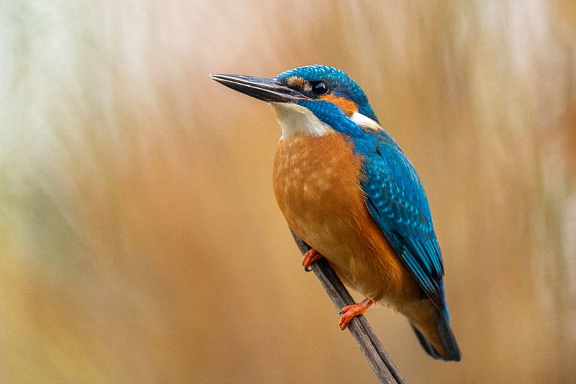 Kingfisher by Peter Sneijders
