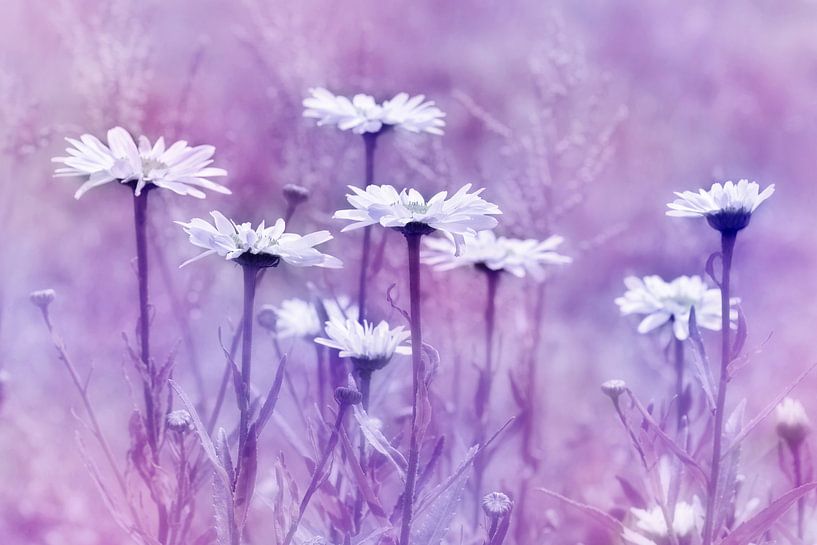 Daisy by Violetta Honkisz