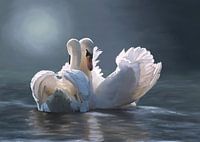 Zwanen liefde