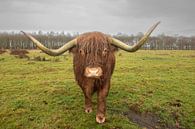 schotse hooglander van dichtbij, higland van M. B. fotografie thumbnail