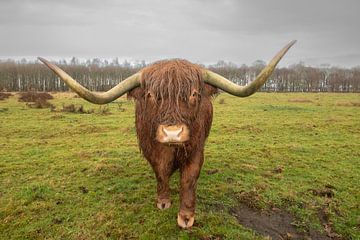 schotse hooglander van dichtbij, higland van M. B. fotografie
