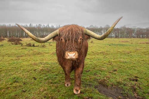 schotse hooglander van dichtbij, higland