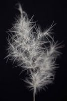 Lumineo