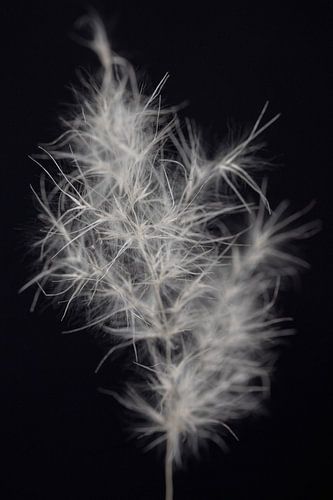 Lumineo