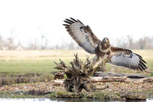 Buzzard with wings spread