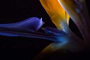 paradijvogelbloem  close up by Pepijn Sonderen