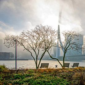 The shadow of the Erasmus Bridge by Frans Blok - photos, art and other wall decoration